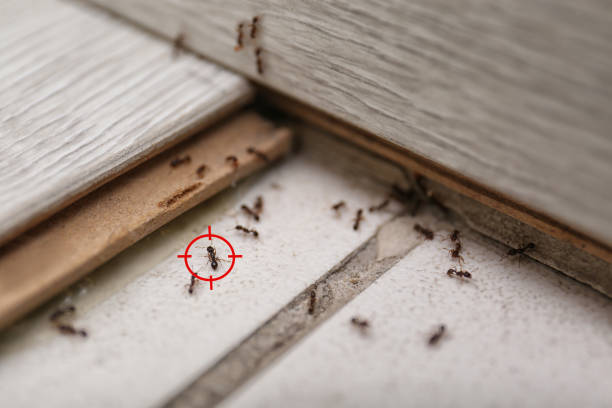 Best Pest Inspection Near Me  in Marietta, GA